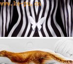 ����ţ������ʻ�