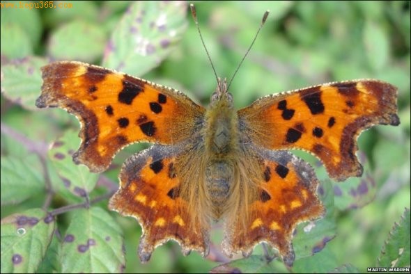 Comma����
