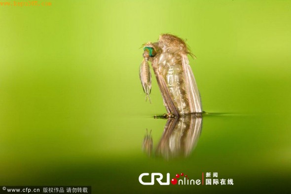 ӷӵĳ