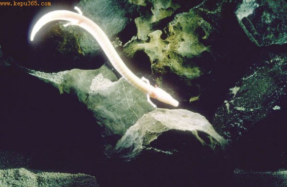 ��ѧ��̽����󢳤��֮��Ѱ�����࿹˥�ϻ���