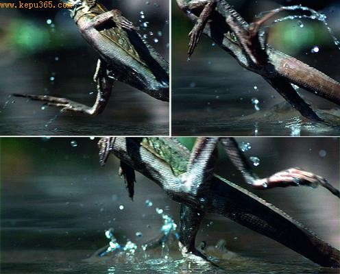 �߹�����