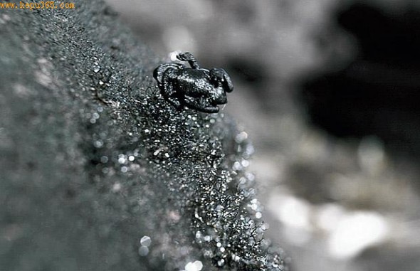 ����ʯ���