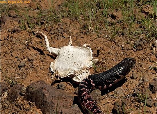 ̫������