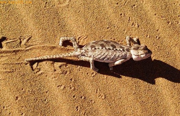 ���ױ��Ǳ�ɫ��