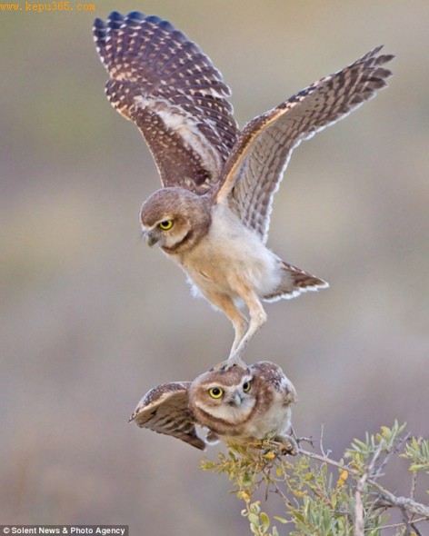 Ұ��������Ӱʦ�޲�-����Ĭ�ڿ�������ɳĮ�в�׽���������ľ�ͷ����Ƥ��èͷӥ�����վ�ڵܵܵ�ͷ����