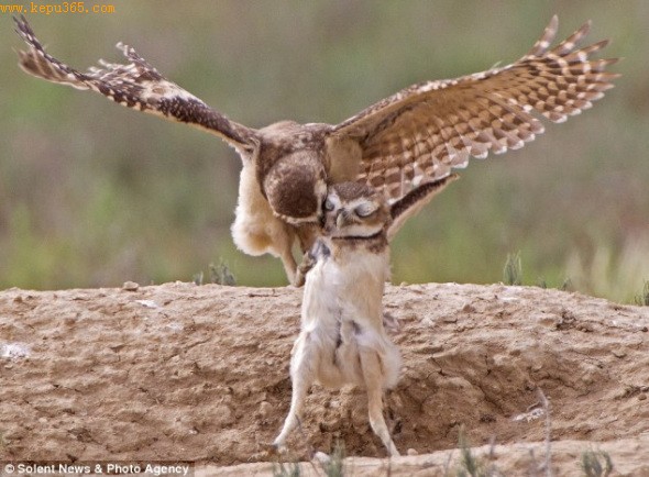 �ֵ��飺����ܰ�����˵�һĻ�ƺ������Ի��������ֵ����顣èͷӥ������������Լ��ĵܵܡ�