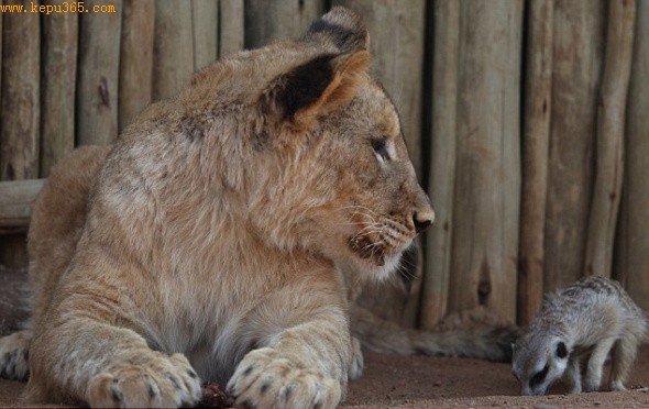 ��ĸ������С��ʨ�뺣��è�������޼�