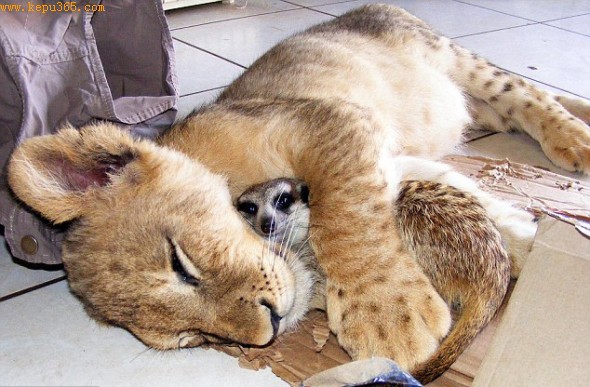 ��ĸ������С��ʨ�뺣��è�������޼�