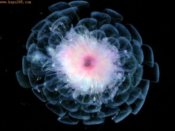 管水母(Laurence Madin, Woods Hole Oceanographic Institution) 管水母(Laurence Madin, Woods Hole Oceanographic Institution)