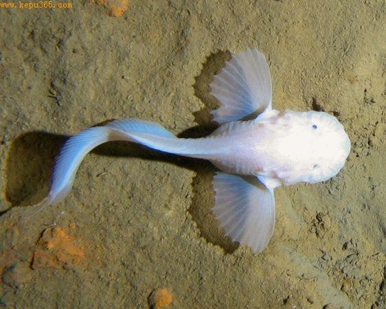 (ͼƬṩOceanlab, University of Aberdeen)