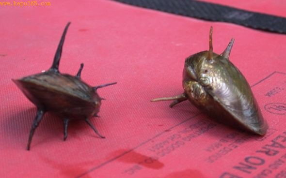 ���������������ݱ�