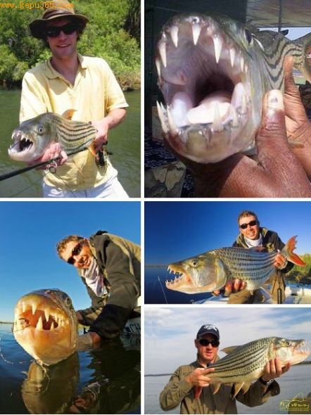 һЩ�޴�����峤�ɴ�6Ӣ�ߣ�1.8�ף����ش�125����57���,������Ǳ�����Ϊ�������ˮ�㡣