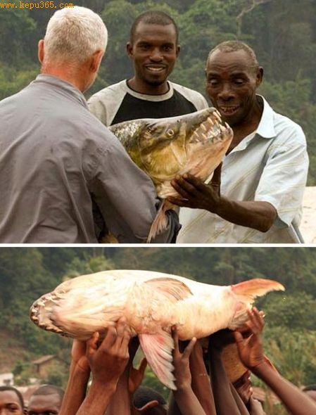 �Ժ�ά��˵��&ldquo;����������ݷǳ����񣬳��ȴ�Լ��������һ��������ҧ�����ǳ�ǿ����Ϥ�޴����ܳԵ�������С����������ǻ�Ϯ�����࣬������������ҧ��һ���⡣&rdquo;