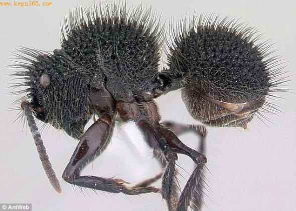 ڶǵEchinopla melanarctos