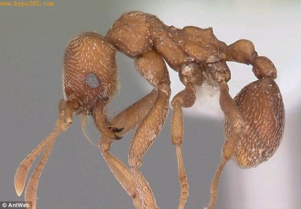 (Fungus-growing Ant)Kalathomyrmex emeryi