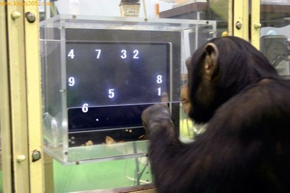 ԳڼдࣨͼƬԴTetsuro Matsuzawa, Primate Research Institute via Kyoto/AP