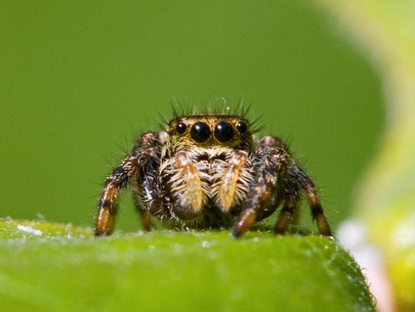 һֻ룬ѧ“Phidippus clarus”ͼƬԴDon Johnston, All Canada/Getty Images