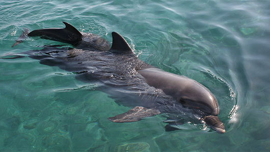 �����Ч����