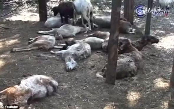 ���ص������¼���һλī����ũ��һ�����������Լ���35ͷɽ�����������ǵĲ������зǳ����Ե�צ�Ӻ�����˺ҧ�ĺۼ�����������ʹ�˵�е�&ldquo;chupacabra&rdquo;�й�