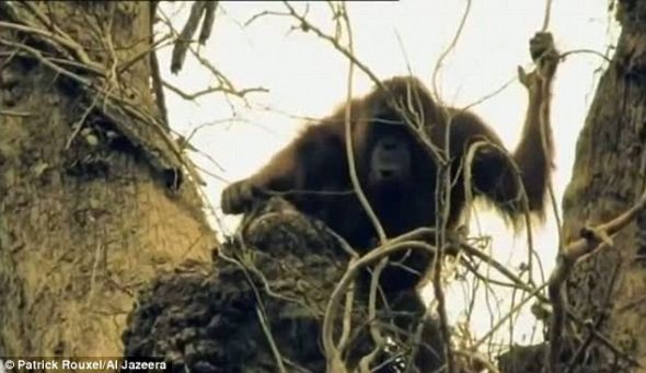 �޼ҿɹ飺������Ϊ����20����50��������������ɭ�ֿ����Ѵݻ�ӡ��������70%��ɭ�֡�