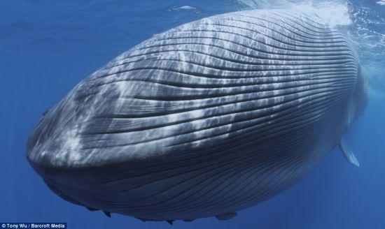 ������ǱˮԱ�����ĵ���Щ�����˸е���Ƭ����֮������������Ŀ����ͻ��������Σ���������Ա���ٻ����ԵĴ�ֻײ���¹ʡ�