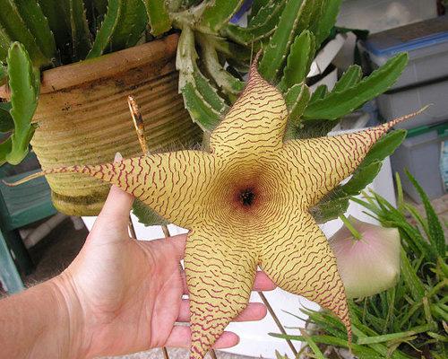 大豹皮花