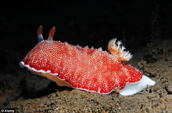 һѧΪChromodoris reticulataĺڽ֮ܳµ