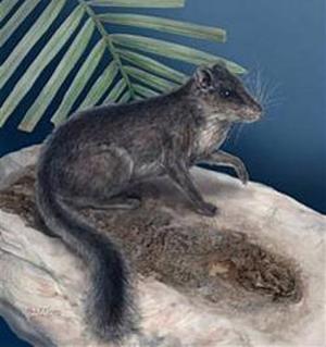 ɽ��������