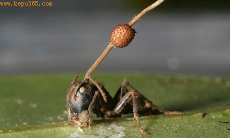 �Ƽ�ʱ��_����ѧ�ҷ��ֵ�������Ͻ�ʬ����֤��(ͼ)