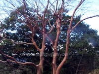 �������ͼ