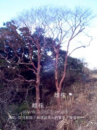 �������ͼ