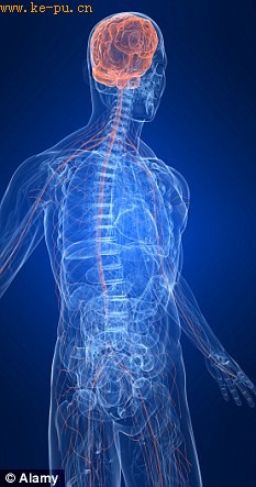 nervous system