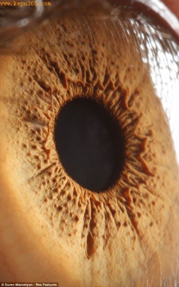 �����ס���ά���������������Ƭ�У�ÿֻ�۾�����ָͬ�ư��һ�޶�