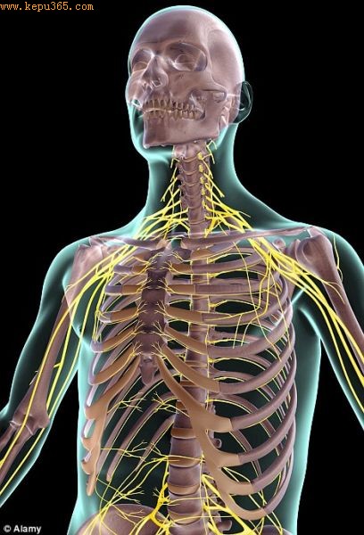 ����ӫ��Һ�����ע�䵽�������ڣ�ʹ�������ڵ��񾭷��⣬�Ӷ���ͨ�����ɼ��������Ρ�