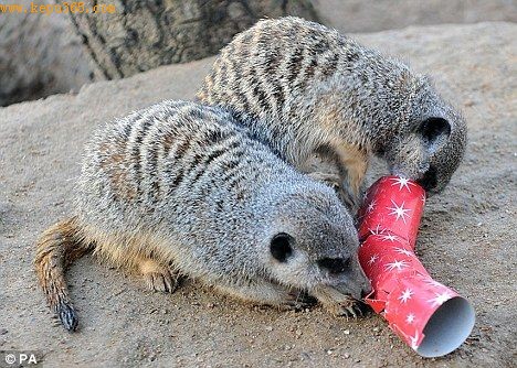 �о���ʾ�����ж���(����è��)��ֳ�ĺ�����ܵ��������档������ݱ�������߻���ȷ�����ǵ�������ʵ��������ĵط��Ƿ��ܲ������ã��Լ�����������ʲô����