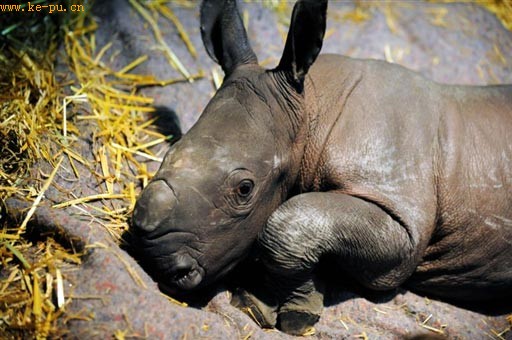 һͷ����Ϭţ��������Ϣ��