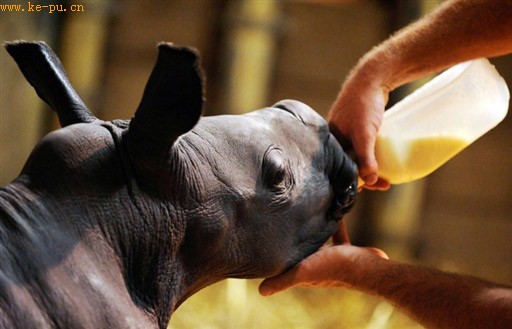 ��԰����Աιһͷ����Ϭţ�������̡�