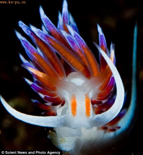 seaslug