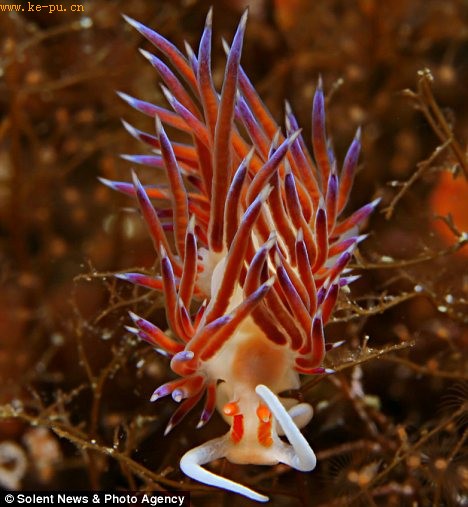 Nudibranch