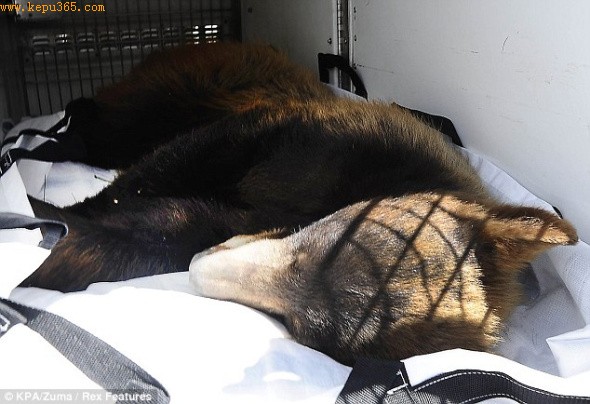 �������û�������ֻ��������һ����Ȼ��Ϣ�ء��������ͷŵ���ɼ������ɽ��