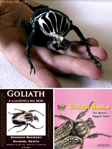 ͼ׳Goliath beetles