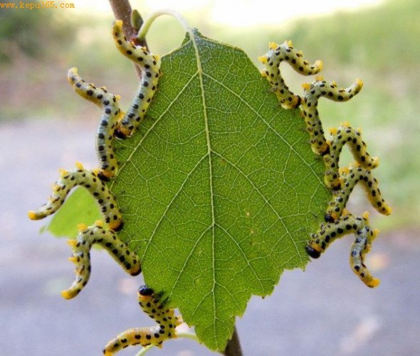 �Ƽ�ʱ��_���ؾ�Ӭ�׳�αװ���������������(ͼ)