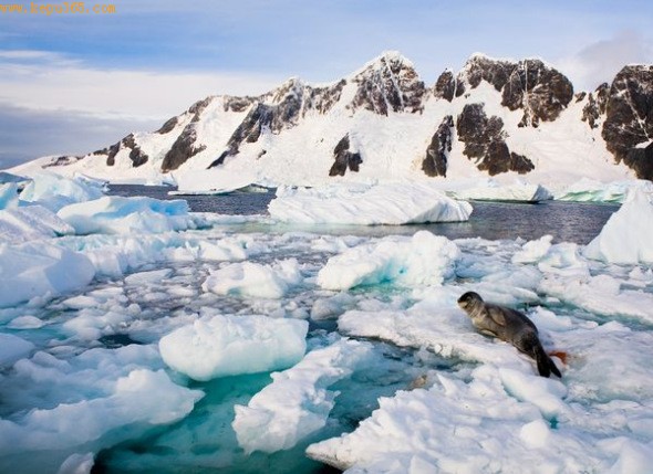 һͷԼ϶ϼϢ(ͼƬṩPaul Nicklen, National Geographic)