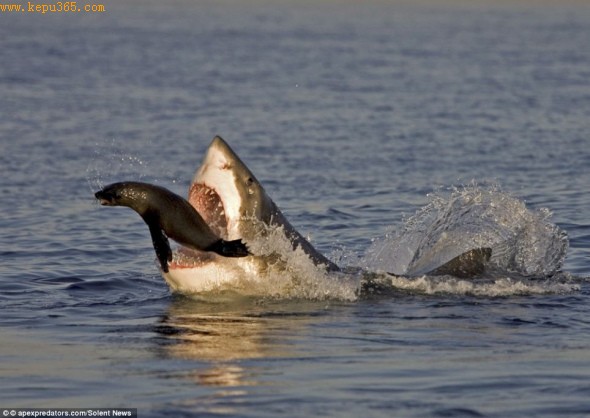 ��Ӱʦ�ĵ�������ھ�������(��ͼ)