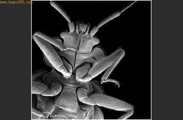 ��ʶ����