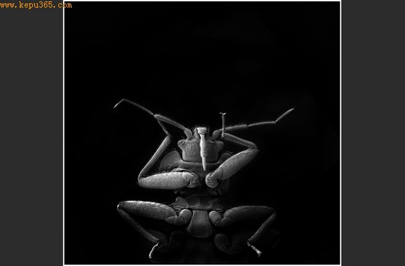 �����Ŀ���