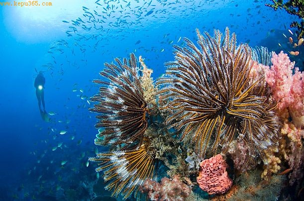 ɺ������ǱˮԱ