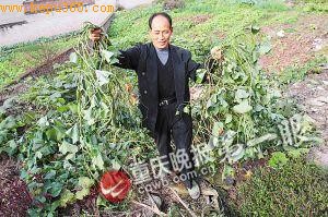 ���ͺ����������һ�ž��������ڵ��ϡ�