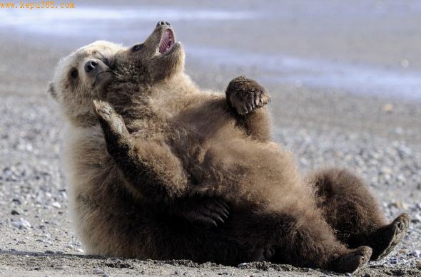 ��������˹���ݰ���˹���ظ۸����Ŀ����˺����ҹ�԰����ֻС�������ں�̲�����ִ�