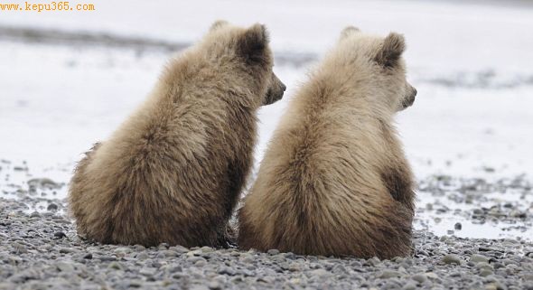 ����������������Ϫ��ʳ����ʱ����ֻС���ܲ�����������Զ��